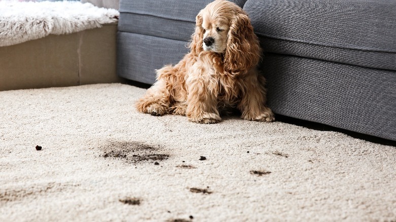 Sad dog on dirty floor