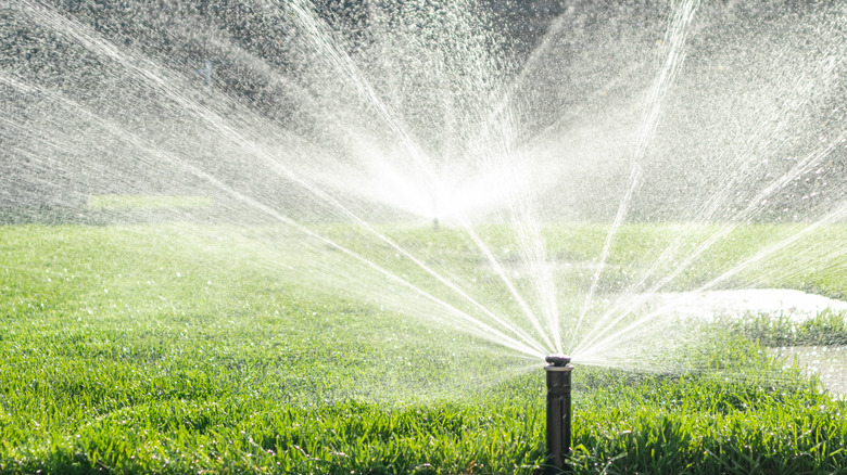 watering a lawn