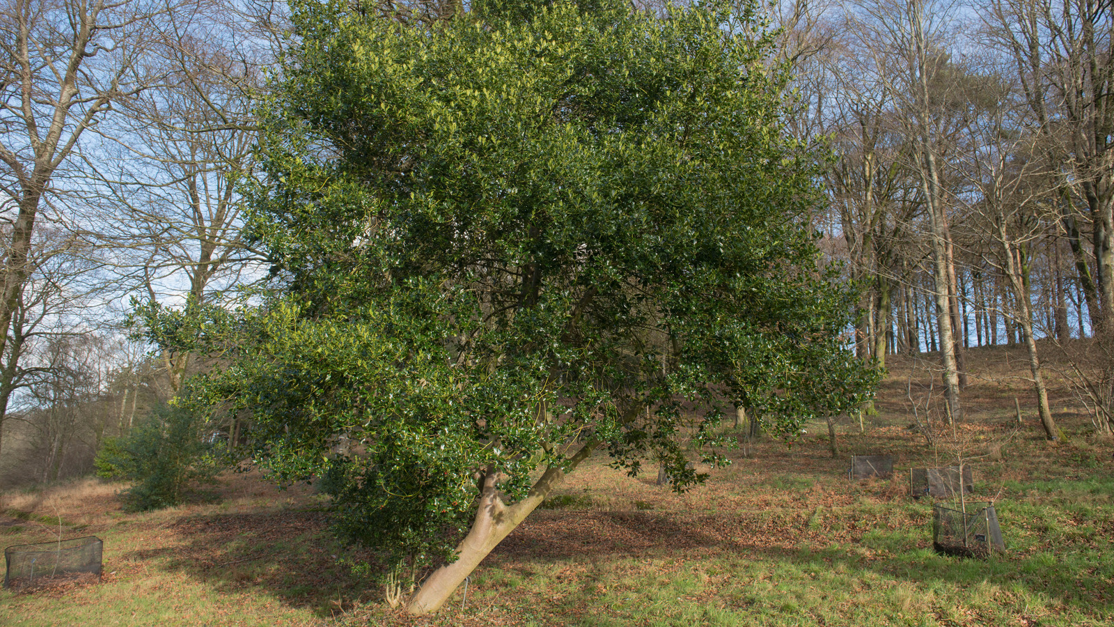 here-s-how-to-straighten-a-leaning-tree-in-your-yard