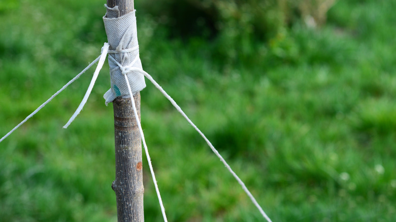 Tree staked with rope