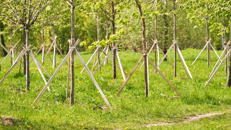 Trees staked with wood