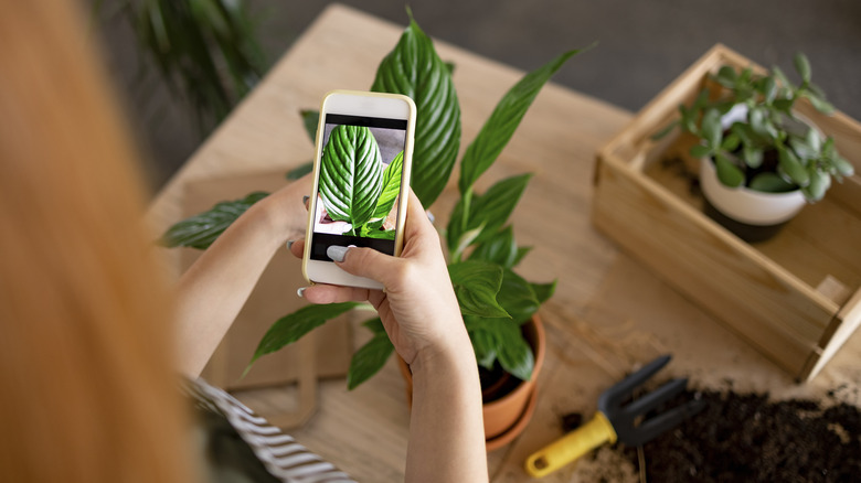 person taking picture of plant