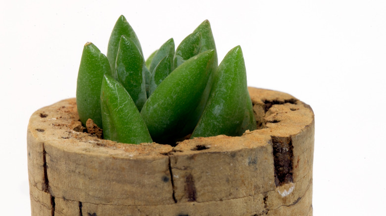 A cork used as a succulent planter