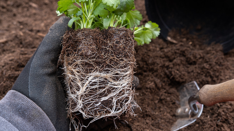 Person replanting cilantro