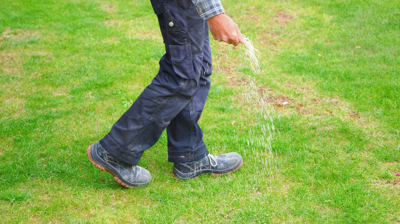 Spreading fertilizer on lawn