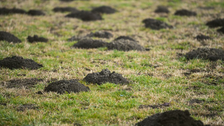 Molehills covering lawn