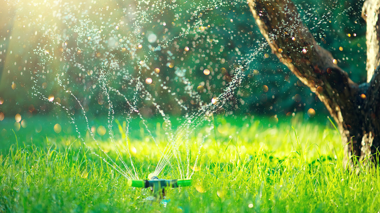 Sprinklers irrigate lawn