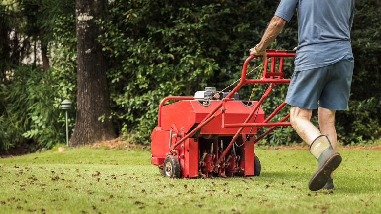 Homeowner using aerator on lawn