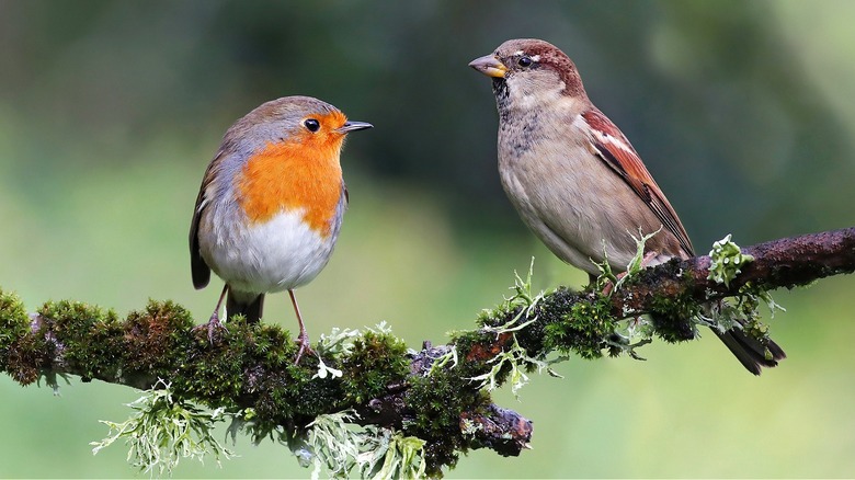 Two birds sitting on branch