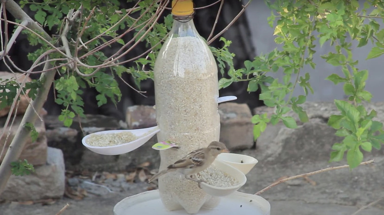 homemade bird feeder and birds