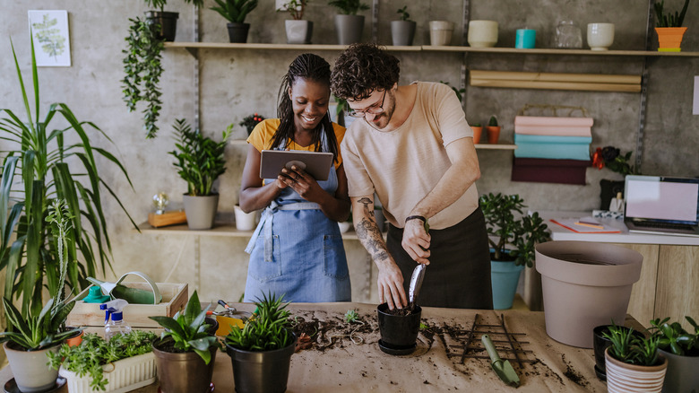 couple potting a plant indoors