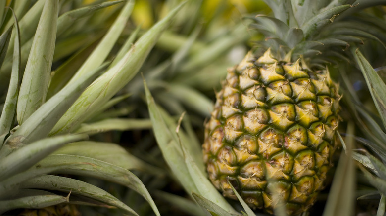 close up growing pineapple plant