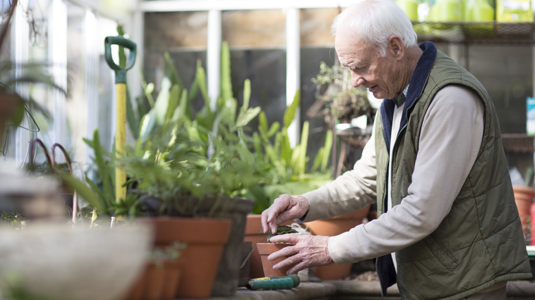 A white-haired man potting plants in a greenhouse