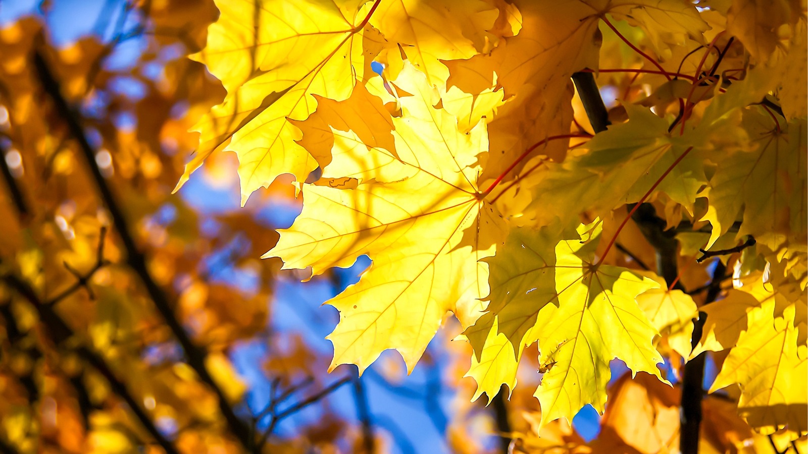 Do You Cut Back Plants In The Fall