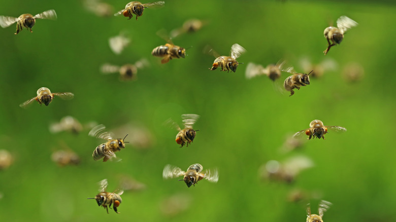 swarming bees