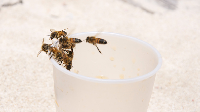 bees on a plastic cup