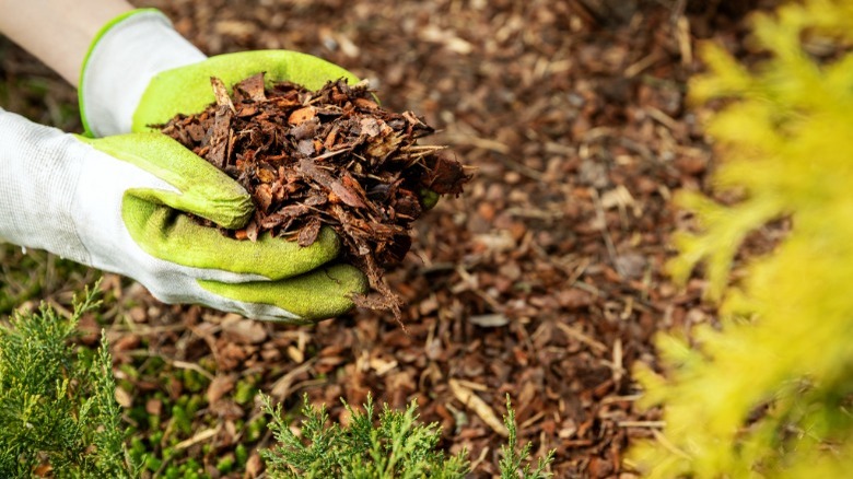 Hands holding gardening mulch