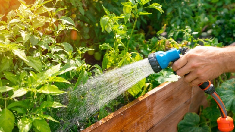 Watering garden with a hose