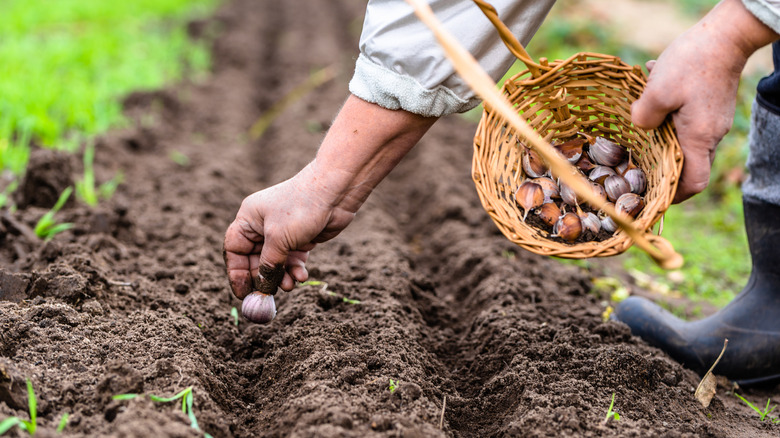 Farmer planting garlic