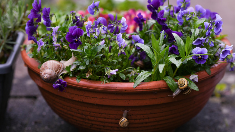 Snails flower pots