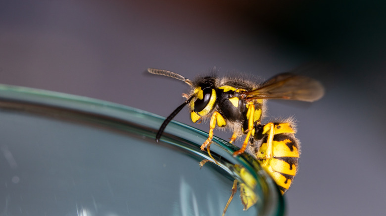 Wasp on the edge of a glass 