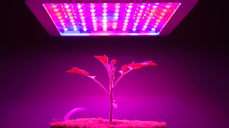 Plant grows under purple light