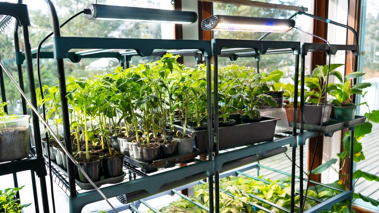 Tomatoes grow under LED lights