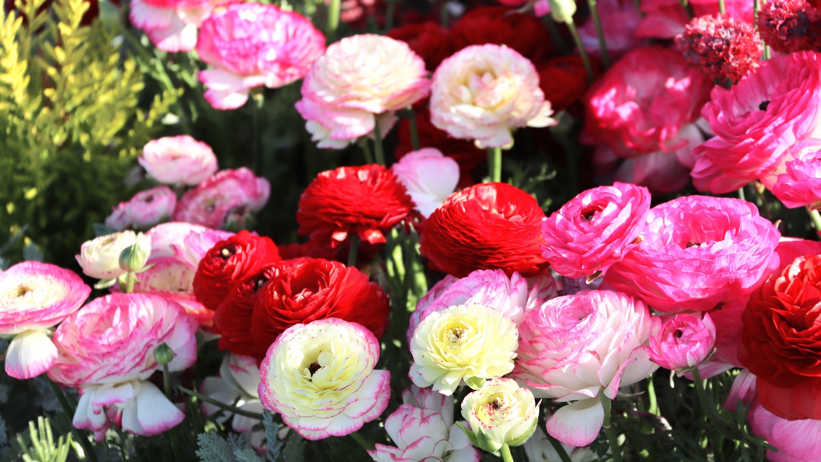 Plant Ranunculus Bulbs In Late Fall Or Early Spring For Beautiful Blooms