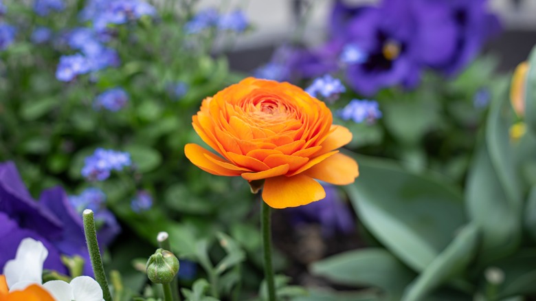 ranunculus in flower bed