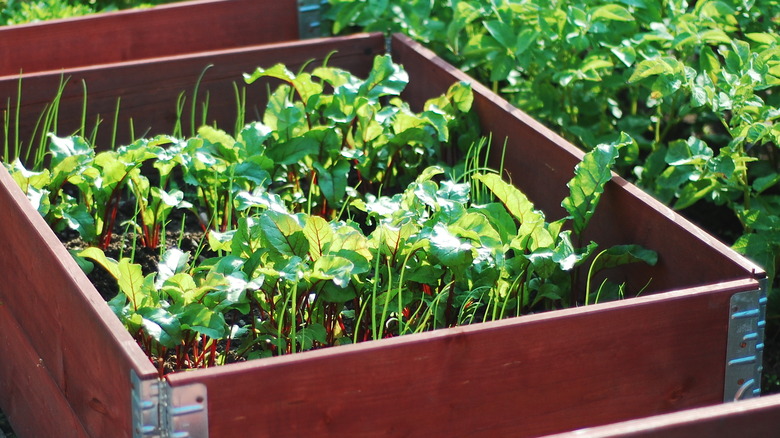 Herbs sprout in raised garden bed