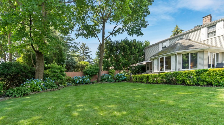 A backyard with trees and a wood fence.