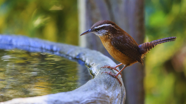 Wren sitting on birdbath 