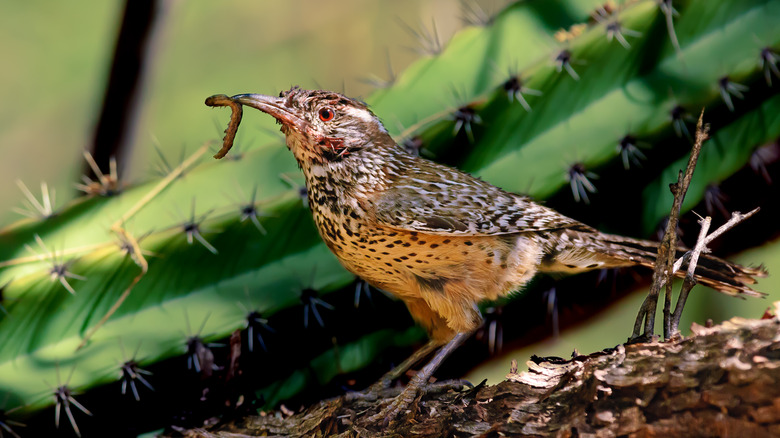 Wren with worm in mouth 