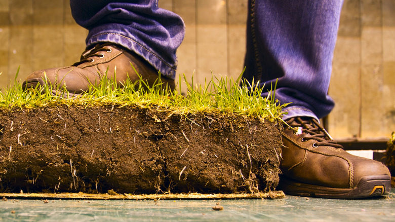 Person standing on cut cross section of lawn with thatch and soil