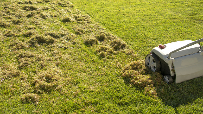 Electric scarifier in the middle of scarifying the lawn