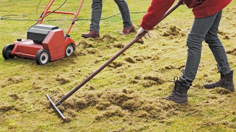Removing thatch on the lawn 
