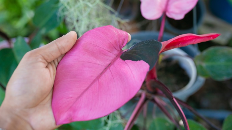 hand holding pink philodendron leaf