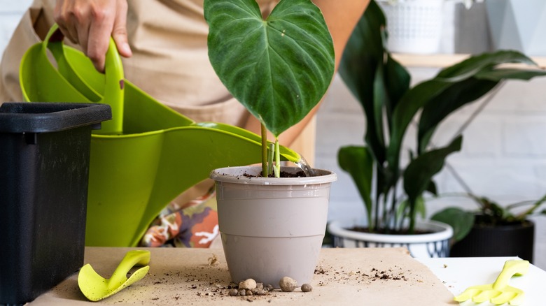 person watering green philodendron plant