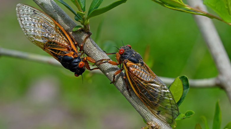 cicadas on woody shrub stem