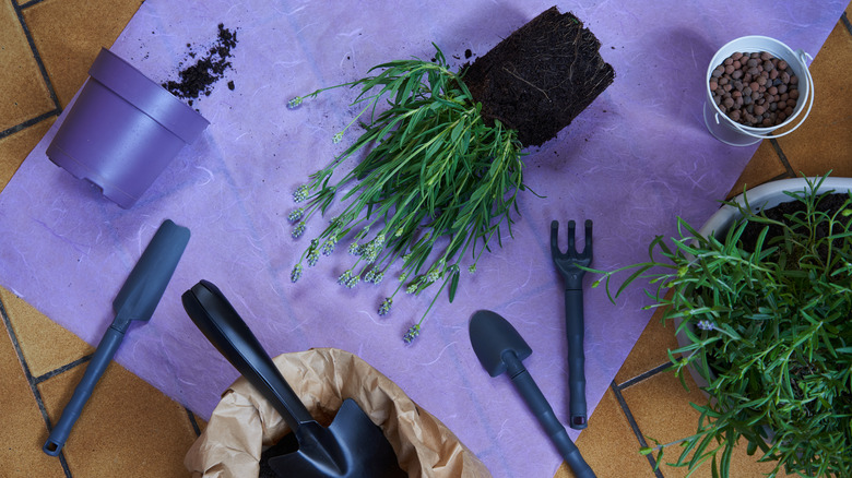 Lavender being repotted