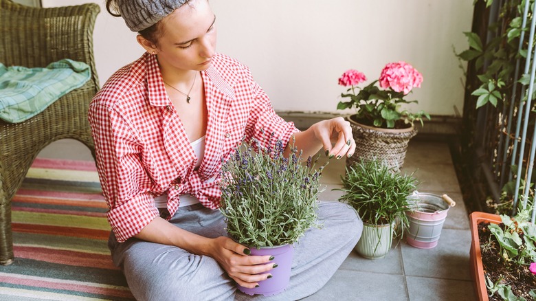 Person caring for lavender plant