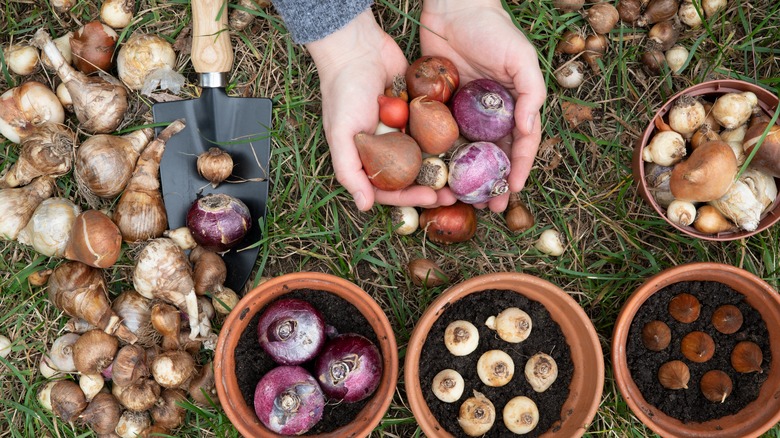 hands holding tulip bulbs