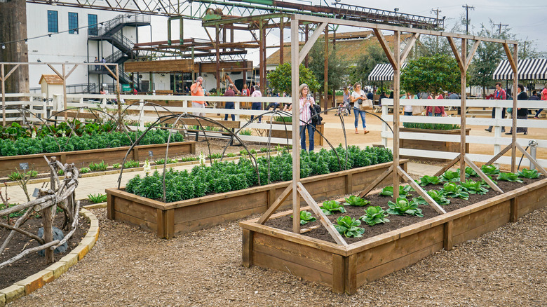 Raised beds at Magnolia Silos