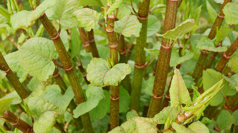 Close view of Japanese knotweed