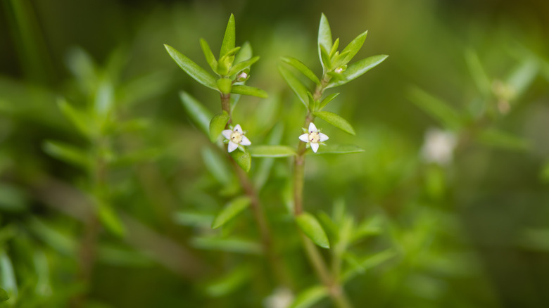 New Zealand pigmyweed close up