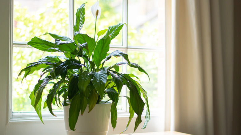 Peace lily in window