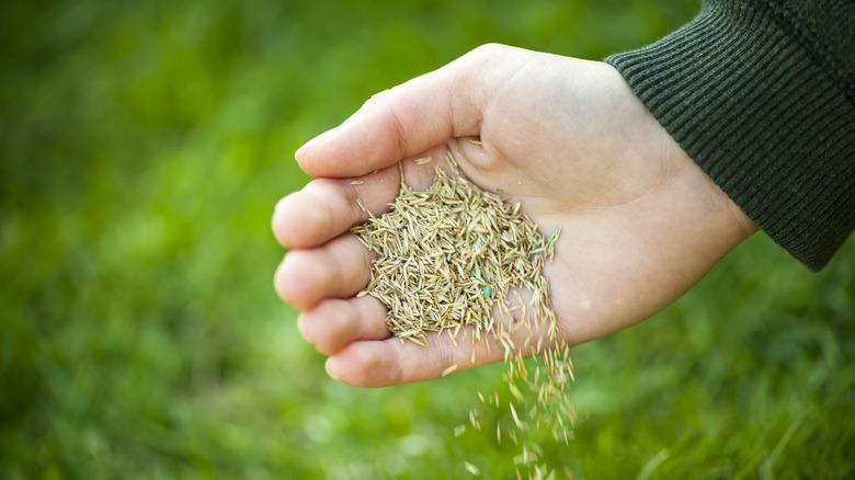 Hand holding grass seed