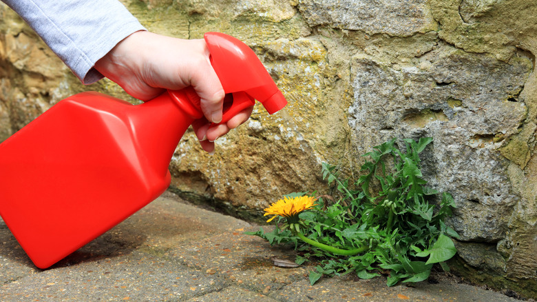 Person spraying weeds