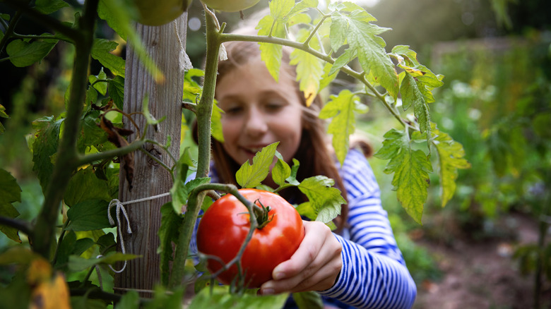 Young girl admires large tomato