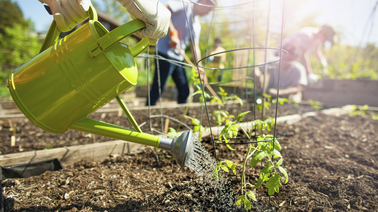 Gardener fertilizes a young tomato plant